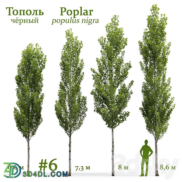 Poplar Populus nigra 6