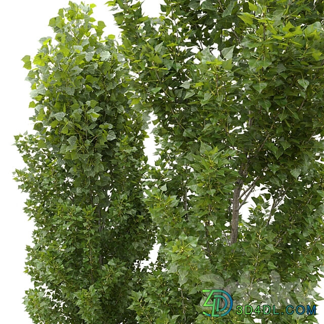 Poplar Populus nigra 6