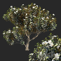 Magnolia grandiflora 04 