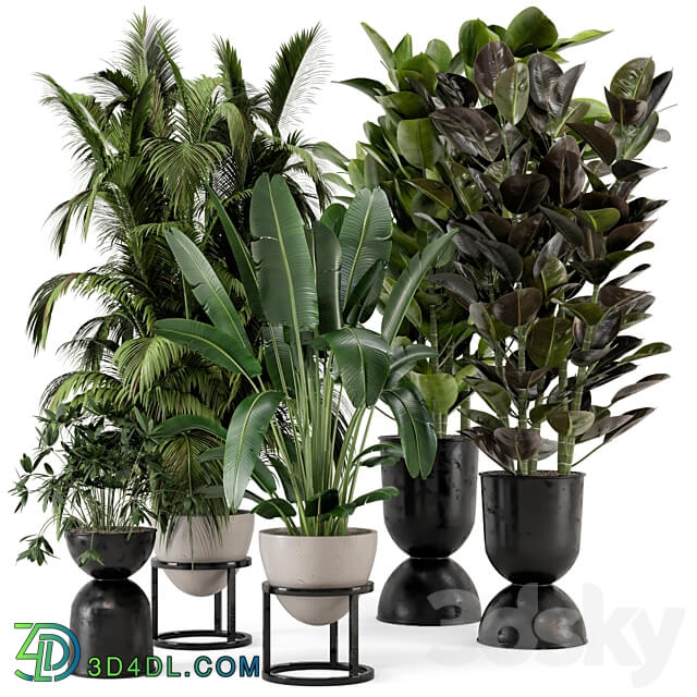 Indoor Plants in rusty Concrete Pot on Metal Shelf Set 242