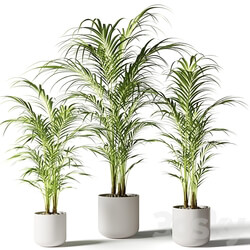 Houseplant palm KENTIA 