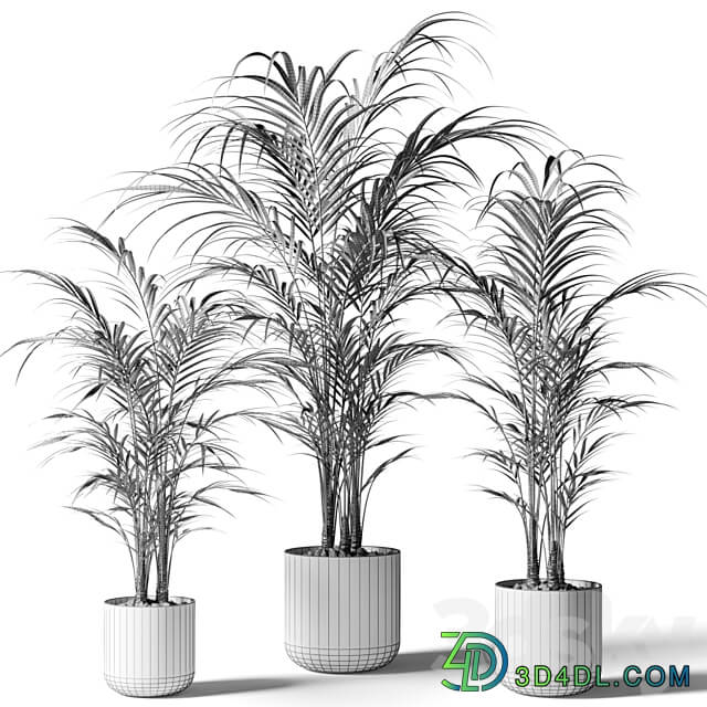 Houseplant palm KENTIA