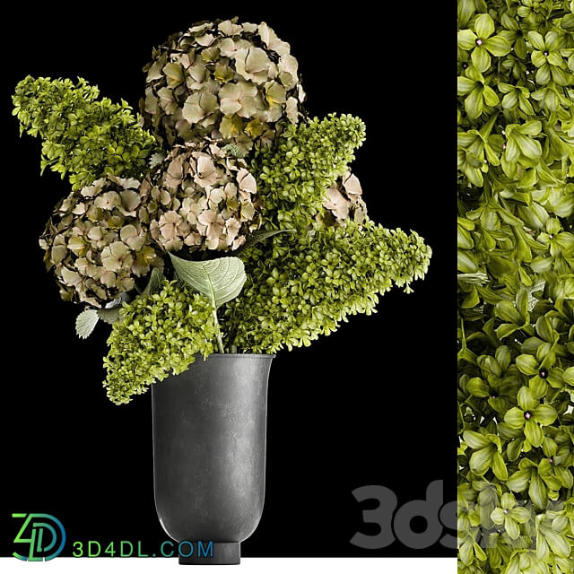 Bouquet Hydrangea 169. Lilac hydrangea green flowers luxury decor loft black vase 3D Models