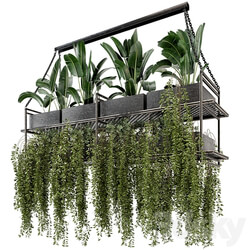 Indoor Hanging Plants in Metal Box Set 269 3D Models 3DSKY 