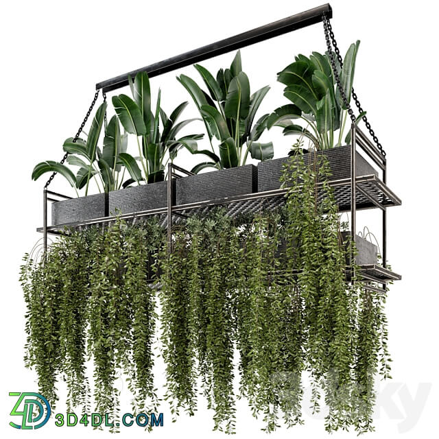 Indoor Hanging Plants in Metal Box Set 269 3D Models 3DSKY