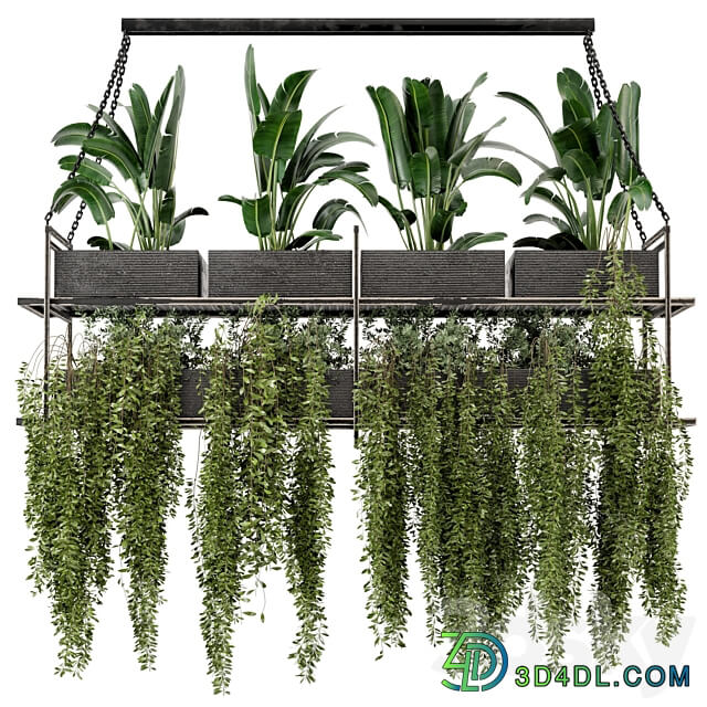 Indoor Hanging Plants in Metal Box Set 269 3D Models 3DSKY