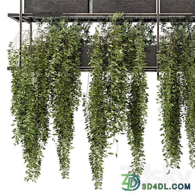 Indoor Hanging Plants in Metal Box Set 269 3D Models 3DSKY