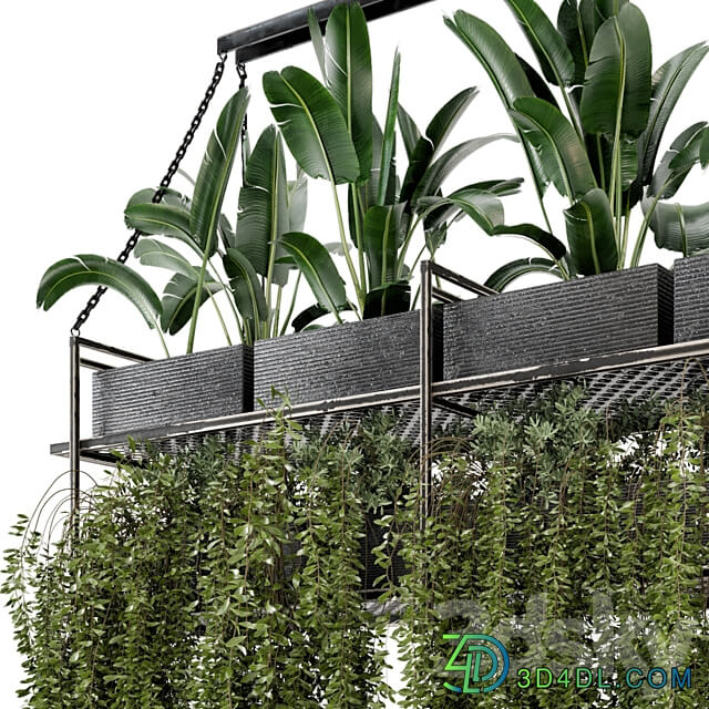 Indoor Hanging Plants in Metal Box Set 269 3D Models 3DSKY