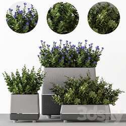 Outdoor bushes in concrete pots 3D Models 3DSKY 