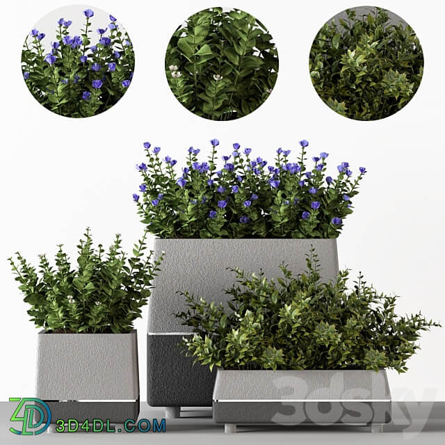 Outdoor bushes in concrete pots 3D Models 3DSKY