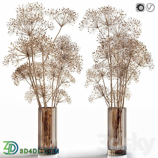Dry flowers 7 Heracleum 3D Models 3DSKY