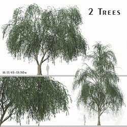 Set of Willow Acacia Tree Acacia Salicina 2Trees 3D Models 3DSKY 