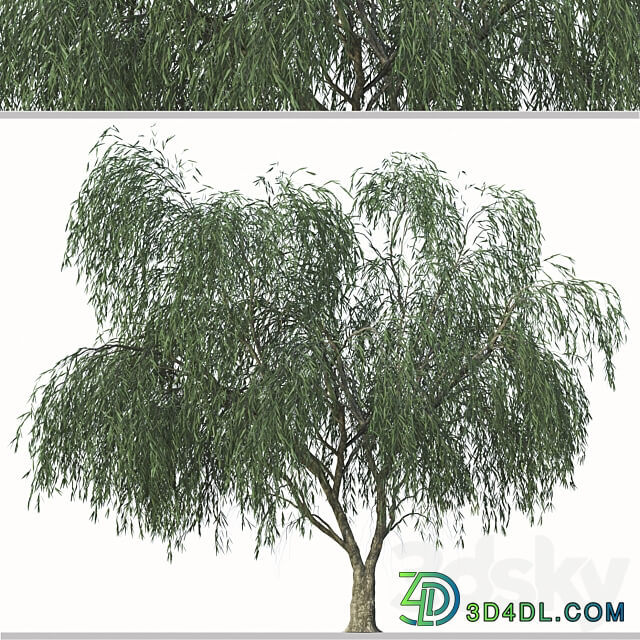 Set of Willow Acacia Tree Acacia Salicina 2Trees 3D Models 3DSKY