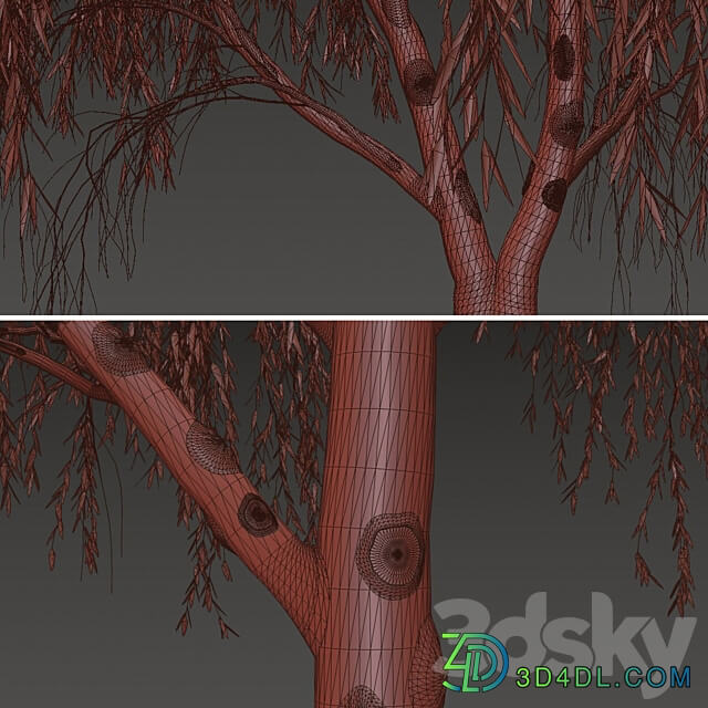 Set of Willow Acacia Tree Acacia Salicina 2Trees 3D Models 3DSKY