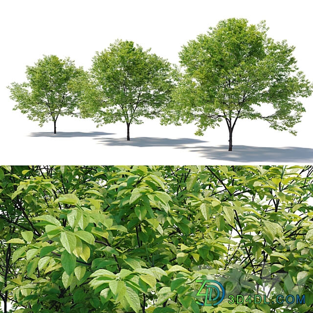 Plum tree 02 3D Models 3DSKY