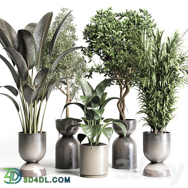 Collection indoor plant 156 pot plant ficus rubbery palm concrete dirt vase 3D Models 3DSKY