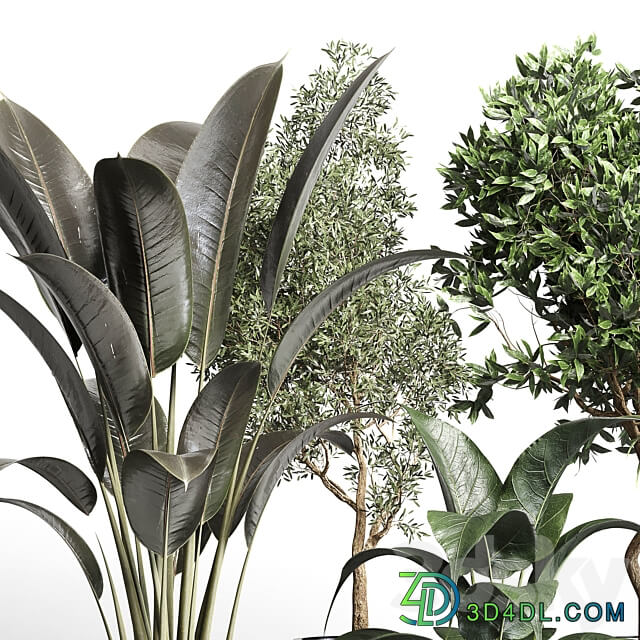 Collection indoor plant 156 pot plant ficus rubbery palm concrete dirt vase 3D Models 3DSKY