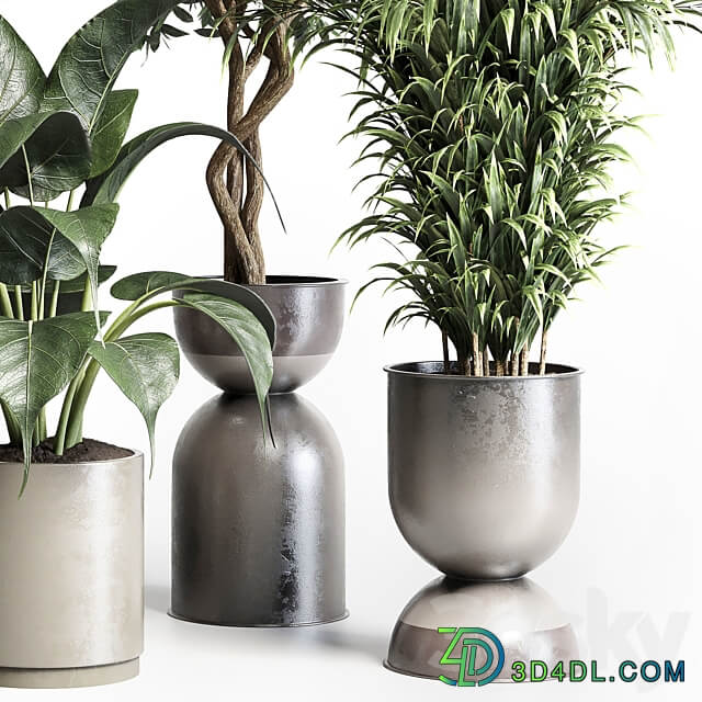 Collection indoor plant 156 pot plant ficus rubbery palm concrete dirt vase 3D Models 3DSKY