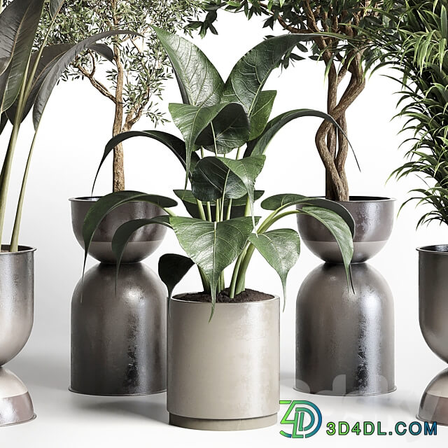 Collection indoor plant 156 pot plant ficus rubbery palm concrete dirt vase 3D Models 3DSKY