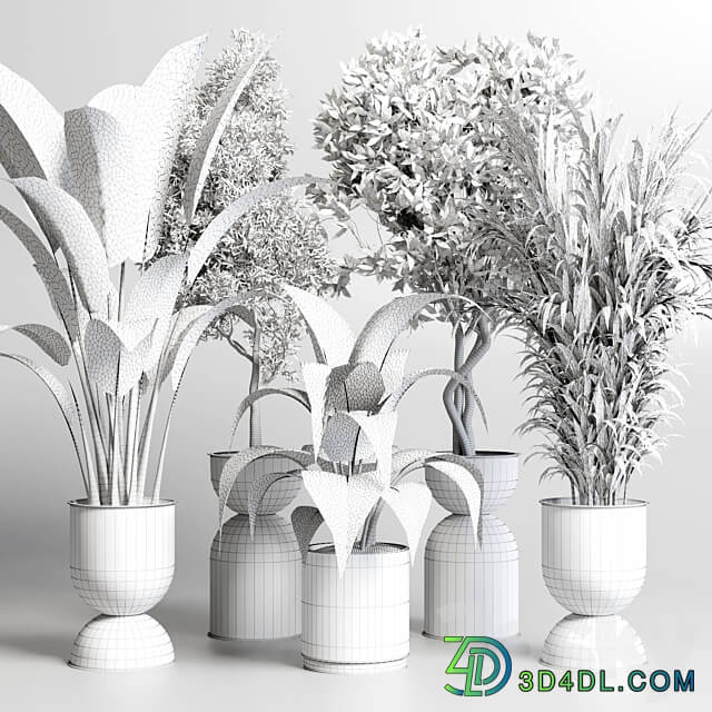 Collection indoor plant 156 pot plant ficus rubbery palm concrete dirt vase 3D Models 3DSKY