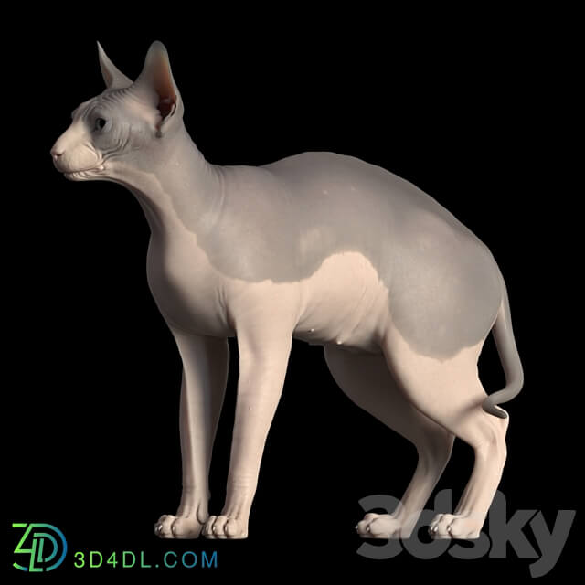 Sphynx cat 3D Models 3DSKY