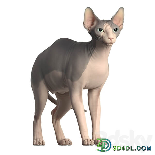 Sphynx cat 3D Models 3DSKY