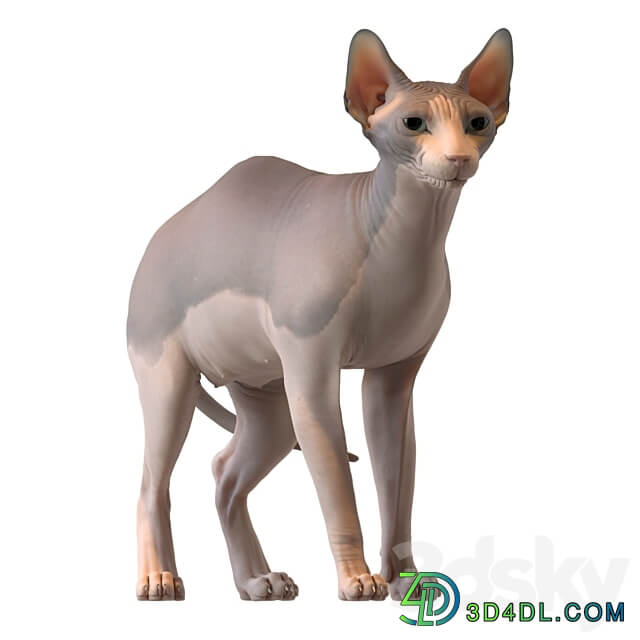 Sphynx cat 3D Models 3DSKY