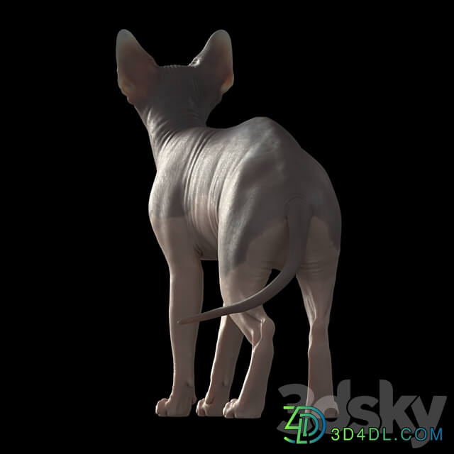 Sphynx cat 3D Models 3DSKY