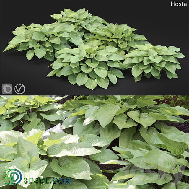 Hosta 2 3D Models 3DSKY