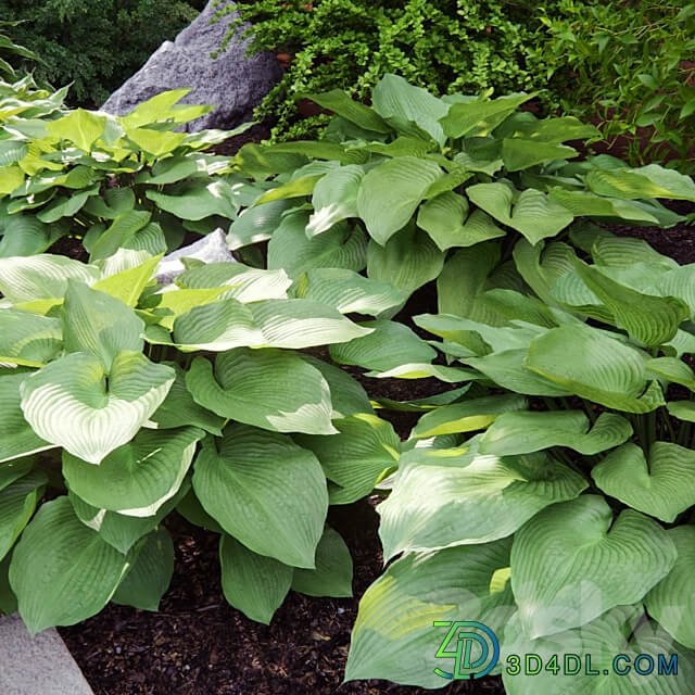 Hosta 2 3D Models 3DSKY