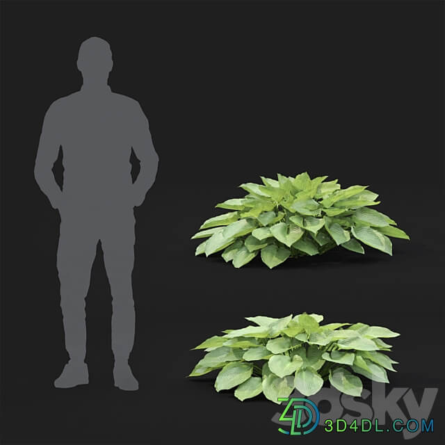 Hosta 2 3D Models 3DSKY