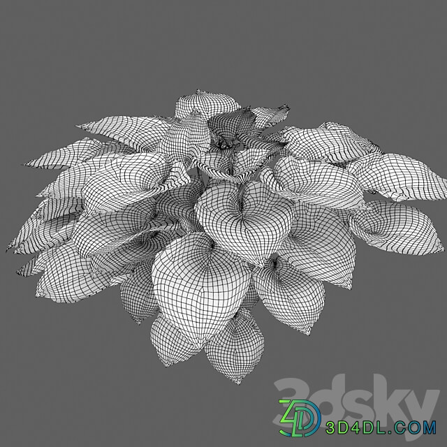 Hosta 2 3D Models 3DSKY