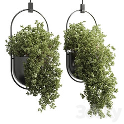 collection indoor outdoor Indoor plants hanging pot 15 metal bax vase corona 3D Models 3DSKY 