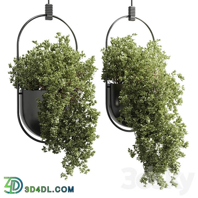 collection indoor outdoor Indoor plants hanging pot 15 metal bax vase corona 3D Models 3DSKY