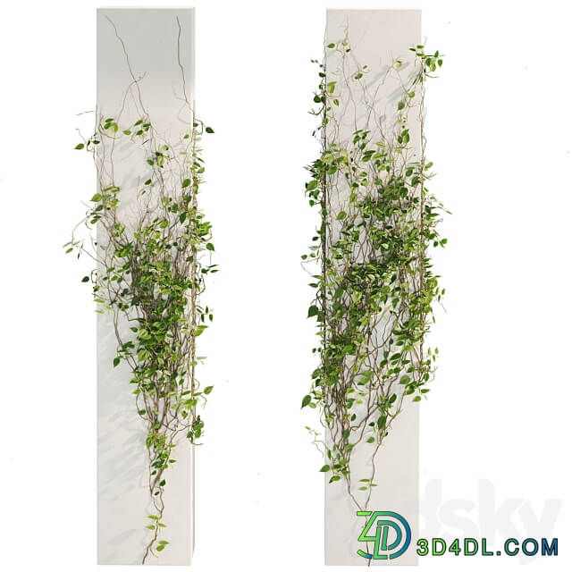 Ivy Plants 01 3D Models