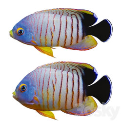 marine fish 3D Models 