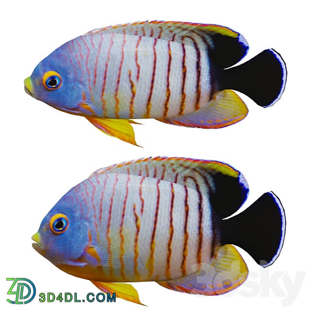 marine fish 3D Models