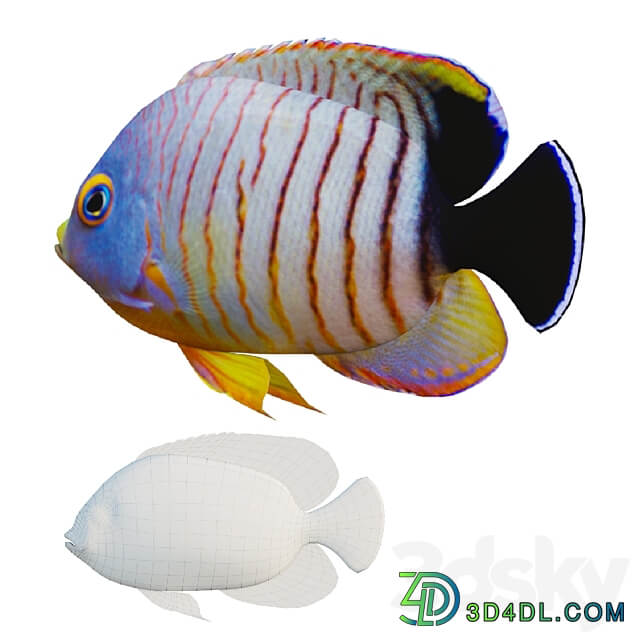 marine fish 3D Models