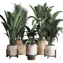 Collection indoor plant 174 pot plant ficus rubbery palm ravenala wooden vase 3D Models 