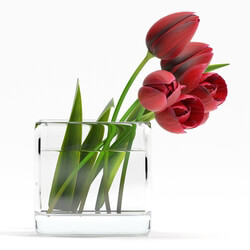 TULIP4 3D Models 