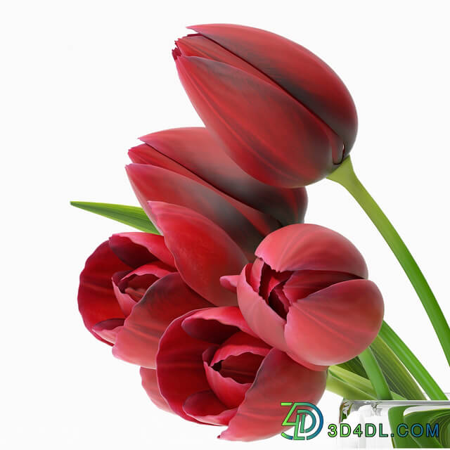 TULIP4 3D Models