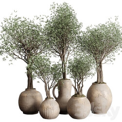 Olive tree in an old earthenware vase indoor collection 182 3D Models 