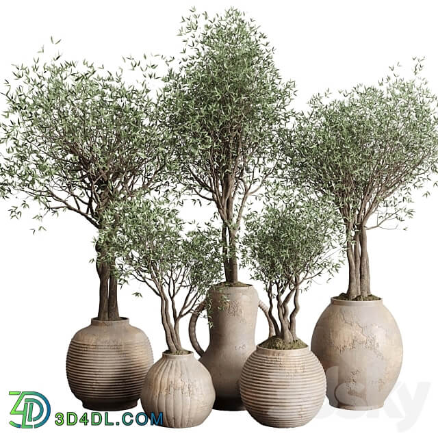 Olive tree in an old earthenware vase indoor collection 182 3D Models