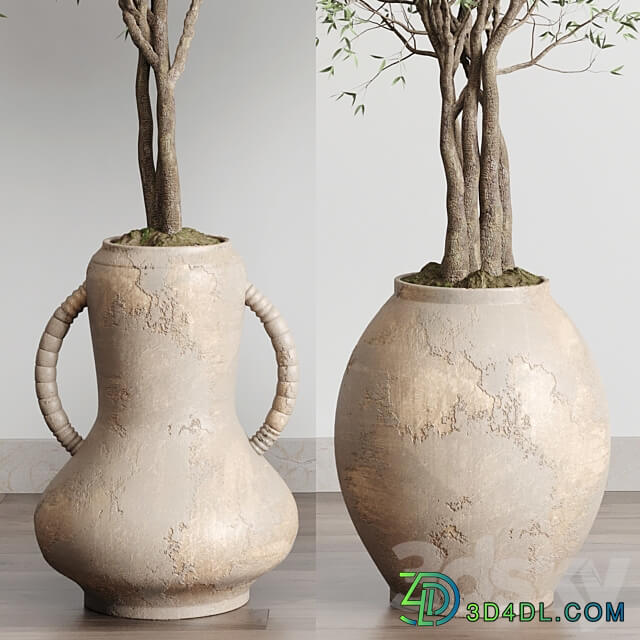 Olive tree in an old earthenware vase indoor collection 182 3D Models