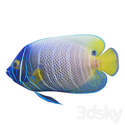 Blue girdled Angelfish set 03 3D Models 