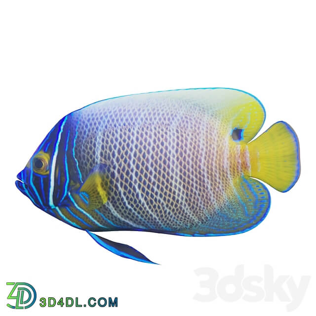 Blue girdled Angelfish set 03 3D Models