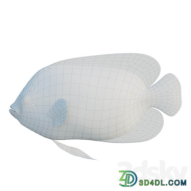 Blue girdled Angelfish set 03 3D Models