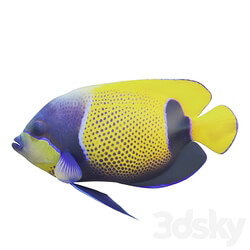 Blue girdled Angelfish set 04 3D Models 