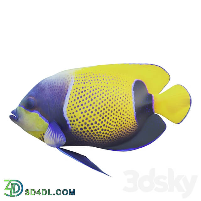 Blue girdled Angelfish set 04 3D Models