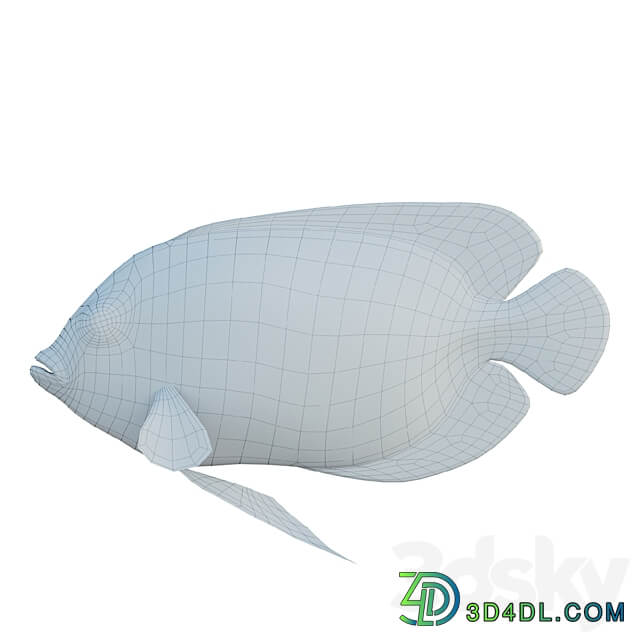 Blue girdled Angelfish set 04 3D Models